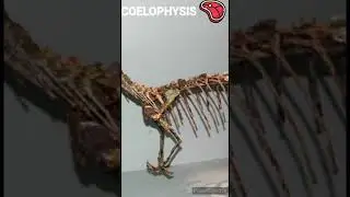 Coelophysis - Un jour, Un dino