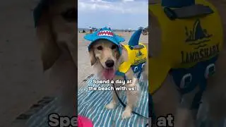 Doggy Beach Day! 🐶 #dogshorts #goldenretriever #goldenretrieverpuppy #puppy #puppies #dogs