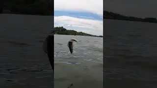 Как правильно отпускать судака в воду? #Shorts