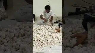 #buttonmushroom #mushroom #farming @EfarmingOdisha