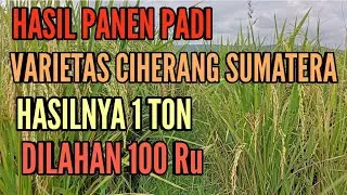 HASIL PANEN PADI VARIETAS CIHERANG SUMATERA #ciherang