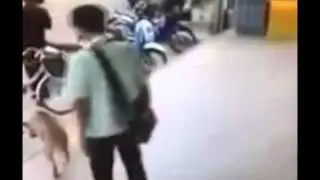 пёс защищается