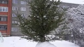 (ананас из снега)