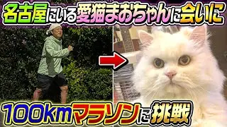 【大挑戦】愛猫まおちゃんに会いに100キロマラソンに挑戦！！
