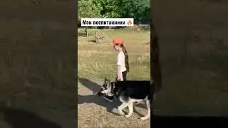 Мои воспитанники) Дрессировка собак 