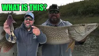 Fishing with this Crazy Mouse Lure for BIG PIKE!