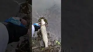 Щука сделал свое дело, Щука может уходить!) #shorts #fishmir #рыбалка #поймалотпусти #щука