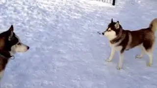 Салли и Кен. Утренняя прогулка
