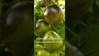 Один из самых сладких и вкусных сортов! Занаду Зелёная Богиня