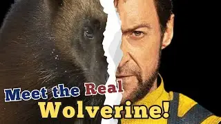 Wolverine: Marvel’s Fiercest Hero and His Counterpart in the Wild