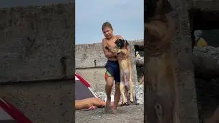 Нашел собаку на пляже и решил притащить домой 😭