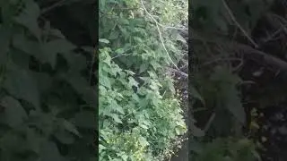 бобр