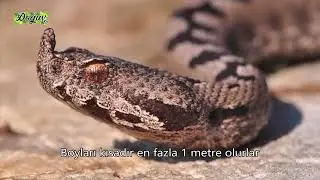Osman Çakır - Boynuzlu Engerek Yılanı Özellikleri