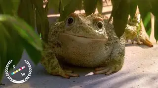 Garden Party | Oscar Nominated CG Animation Short Film