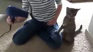 и фен