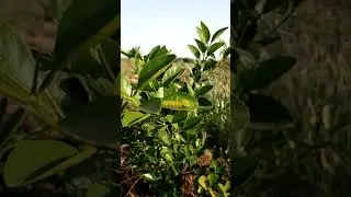 Lemon tree one year ago