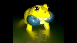 Real Crazy Frogs Calls For Kids Learning | New Amazing Frogs Croaking