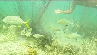 NAPAIKUTAN NG TRAP ANG TIRAHAN NG MGA ISDA JACKPOT