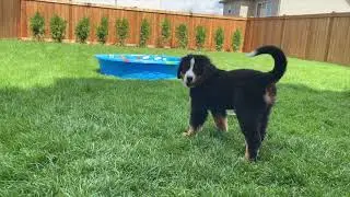 Bernese Mountain Dog Discovers The Water Pool