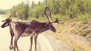 Lapimaa kalareis 4 hooaeg 1 osa