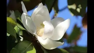 МАГНОЛИИ И МУЗЫКА ДЕДЮЛИ .
