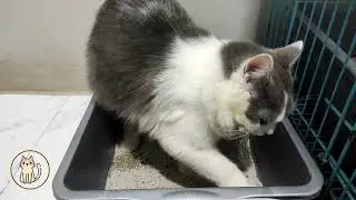 Cute Cat Pee In The Litter Box ASMR