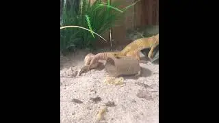 The life of a lizard
