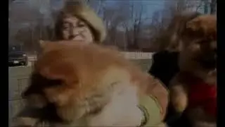 Чау-чау - фильм о породе