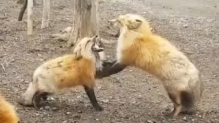 Screaming Foxes