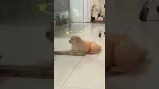 cachorrinho fofo atrapalhado!!! (cute dogs)