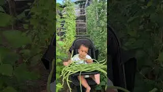 B4y! indonesia langsung makan kacang panjang di kebun