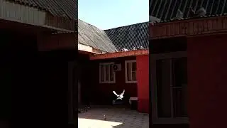 За голубкой по пятам!