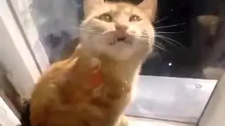 КОТ СПЯТИЛ