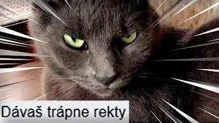 MAČKA JACKIE REAGUJE na VAŠE KOMENTÁRE!