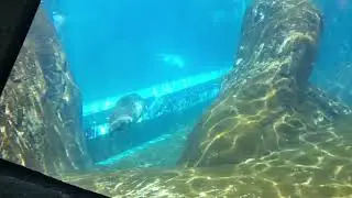 I Went to Zoo to Make Friends :)