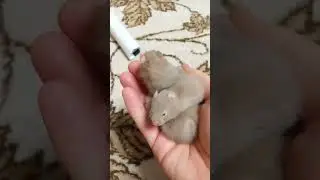 спят хомяки в ладошке на руке. 21день