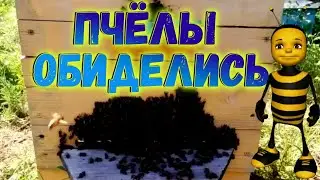 Пчелы обиделись 28 июня 2021 г.