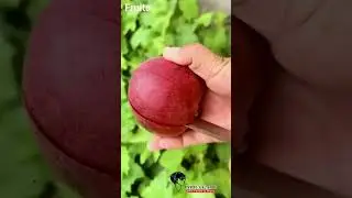আমাদের নবী হযরত মুহাম্মদ সাল্লাল্লাহু আলাইহি ওয়াসাল্লাম ও তার আদরের নাতি হোসাইন এর ঘটনা