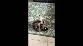 Oliver Kitty Gets a New Scratching Post! Music by Maximum Indifference
