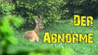 Abnormer Rehbock