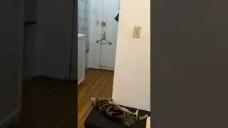 当家里没人时，我可爱的猫咪总是这样趴着看着门，等着我们回来