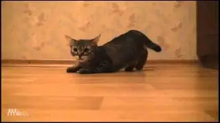 самый быстрый кот в мире   прикол про кота XD