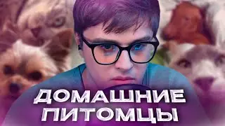 VIJI ОЦЕНИВАЕТ ДОМАШНИХ ПИТОМЦЕВ ПОДПИСЧИКОВ / ЧАСТЬ 2