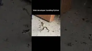 Web developer handling Python