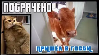 Потрачено. Пришёл в гости. Лучшие приколы, смешные видео и фейлы
