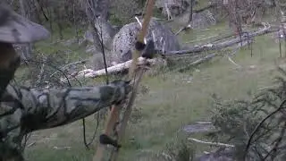 Bow Hunting Australia Sambar Deer