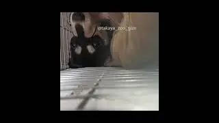 Кузя-кусака