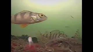 Зимняя рыбалка. Ловля окуня на мормышку с подводной камерой!