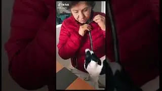 Funny Dog 31 #shorts