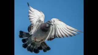 how to get better racing pigeons the easy way